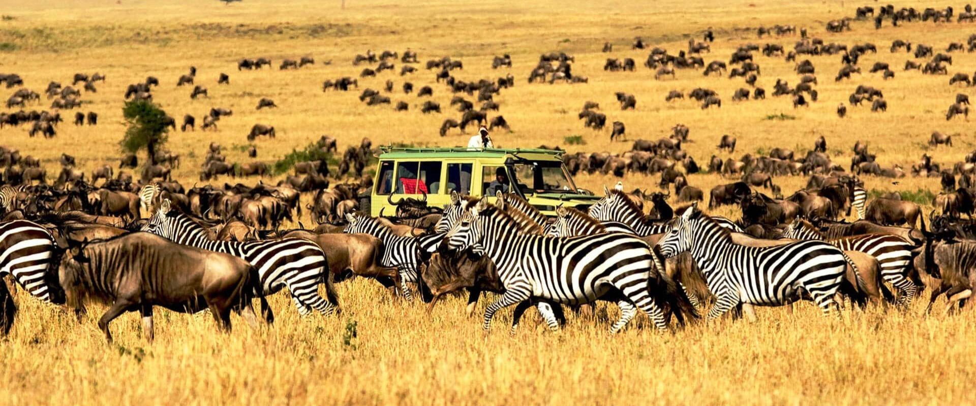 Serengeti Jungle Safari