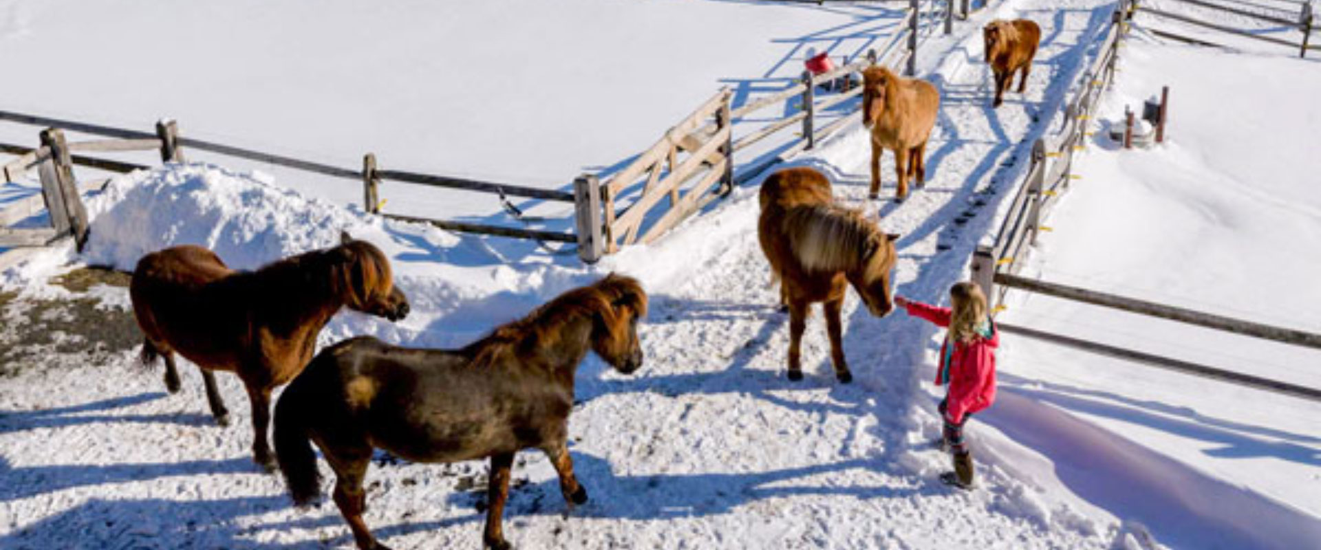Horse Farm