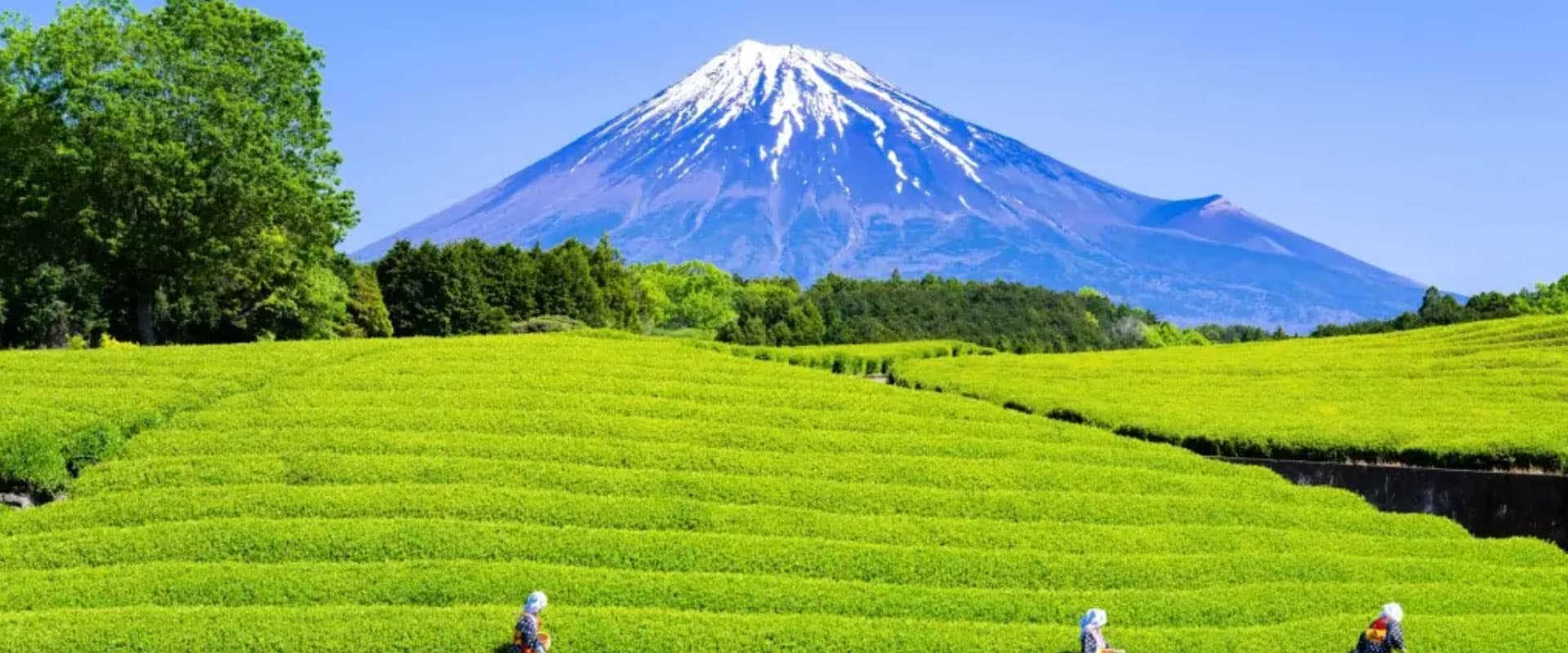 Shizuoka