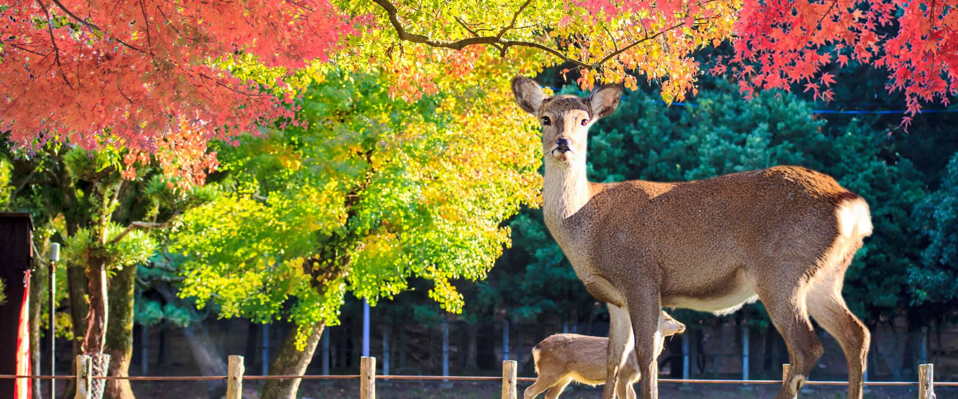 Nara